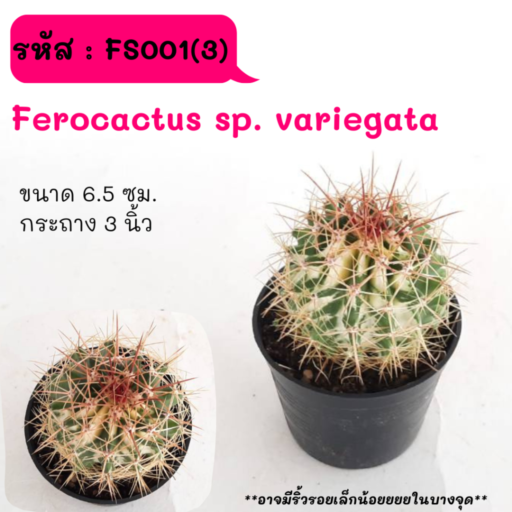 FS001(3) Ferocactus sp. variegata ไม้เมล็ด cactus กระบองเพชร แคคตัส กุหลาบหิน พืชอวบน้ำ