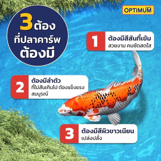 อาหารปลาคราฟ OPTIMUM HI PRO สาหร่าย 6% เร่งสี เร่งโต ขนาด 7 กก.