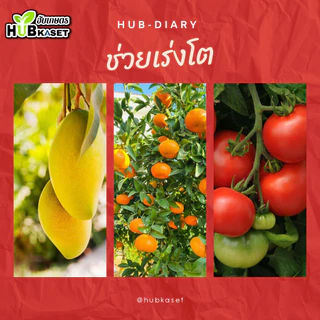 พันทิพย์ 725ซีซี (แมกนีเซียม+โบรอน) เสริมสร้างให้รากและลำต้นเจริญเติบโตได้เร็วทันใจ