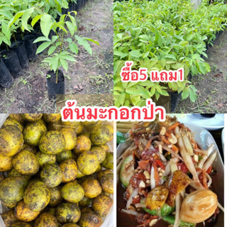 ต้นมะกอกป่า 🔥สั่ง5ต้นฟรี1🔥เพาะเมล็ดใบมะกอกกินยอดกับน้ำพริก ผลใส่ส้มต้ำ ต้นเล็ก