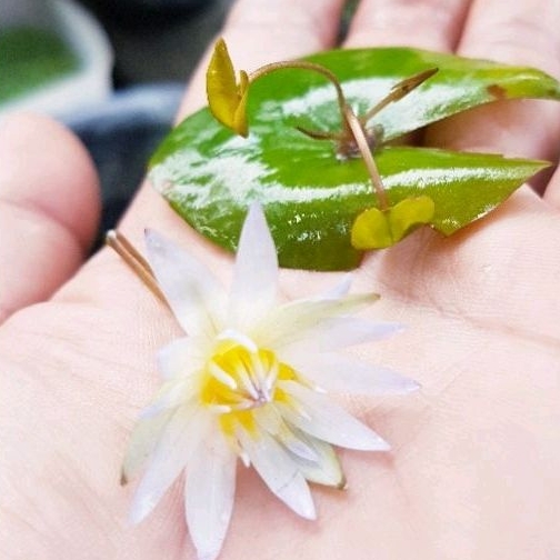 💖บัวจิ๋วจิ๋ว💖จิ๋วจริงมุ้งมิ้งๆ💖ดอกดกม๊ากๆ💓.💟💕อัศจรรย์พันธ์ไม้💕 - รูปที่ 3