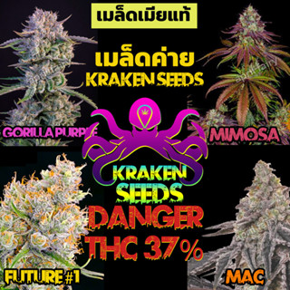 เมล็ดกัญชา เมล็ด​กัญ ชา เมล็ดค่าย​ KRAKEN SEEDS ออโต้ / โฟโต้​ ​เมล็ดเมียแท้ THC สูง FUTURE #1/ GODFATHER /MIMOSA / MAC