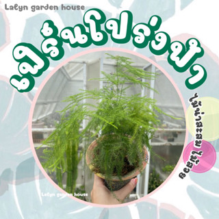 🌿🪴เฟิร์นโปร่งฟ้า (Asparagus Fern / Plumosa Fern) ลำต้นและใบอ่อนช้อยสวย ใบแผ่ออกเป็นแผง ใบเล็กๆน่ารัก เป็นไม้ในร่มค่ะ☁️💦