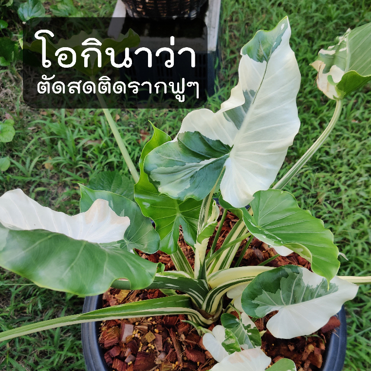บอนโอกินาว่า (ไม้หน่อขุดสด) Alocasia Okinawa silver ไม้ด่าง ไม้ประดับ ไม้ชอบแดด บอนโอกินาวา