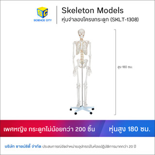 หุ่นจำลองโครงกระดูกมนุษย์ ขนาด 180 ซม.