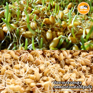 เมล็ดหญ้าแมวปลอดสาร เมล็ดข้าวสาลีคุณภาพดีคัดเกรด ปลูกง่าย โตไว หญ้าแมวเพื่อสุขภาพแมว