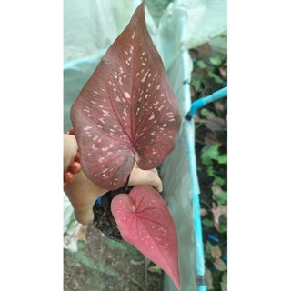 บอนสีมหาดไทยcaladium