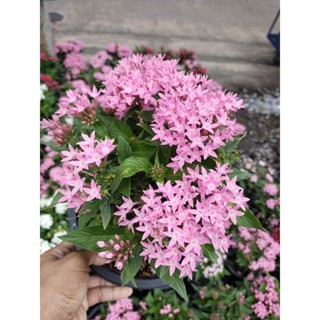 เข็มอินเดีย Pentas starflower