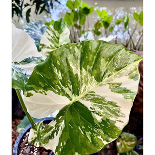 บอนหูช้างด่างขาว Alocasia Gageana Albo Variegated (คัดต้นด่างแล้วส่ง) ไม่ต้องลุ้น กระถาง4นิ้วรากเดินดี ต้นหูช้าง ช้างขาว