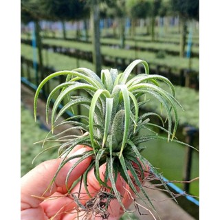 Tillandsia ionantha curly ชุด 10 ต้น