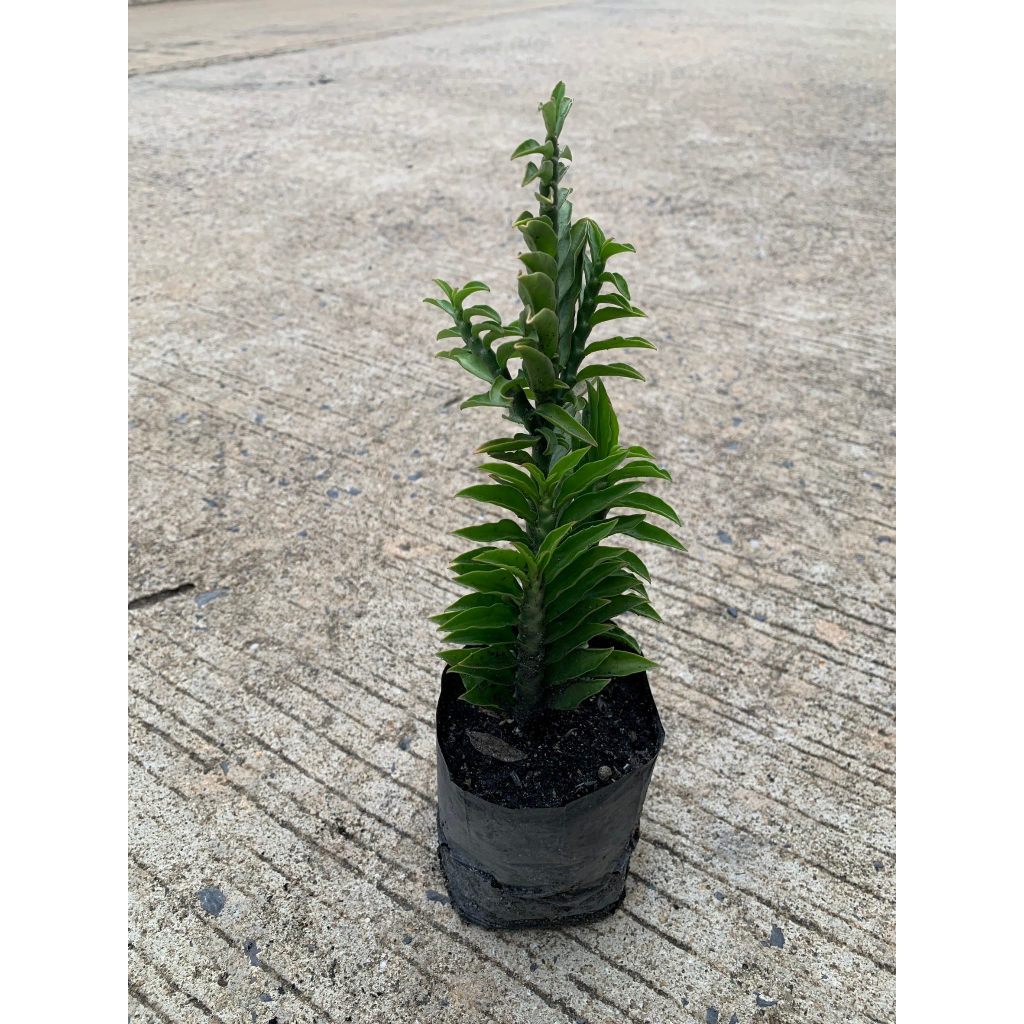 ต้นบันไดเศรษฐี  เสริมดวงในเรื่องของโชคลาภ เพิ่มความร่ำรวย ChayTongAong - รูปที่ 3