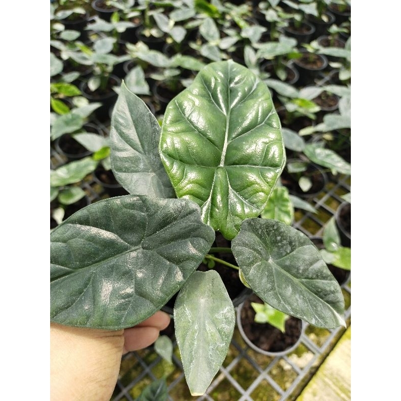 Alocasia Sinuata อโลคาเซีย ซินัวเอต้า