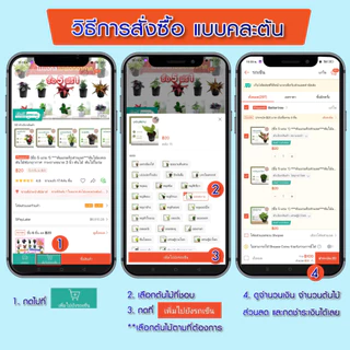 (5 แถม 1)✅เฉพาะไม้เลี้ยงในร่ม ในบ้านได้ ช่วยฟอกอากาศ 3 นิ้ว ✅แจ้งต้นแถมทางแชท ต้นไม้