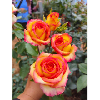 กุหลาบ - ดรีมคัมทู Dream come ture  ดอกใหญ่ สีสันสดใส