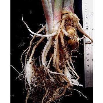 ต้นพันธุ์เปราะหอม ว่านเสน่ห์จันทร์หอม   หอมเปราะ  ว่านหอม ว่านแผ่นดินเย็น ว่านตีนดิน  เปราะ  ว่านนกยูง  ถุงดำ 39บาท - รูปที่ 3