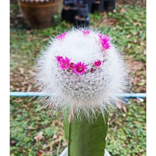 แมม ฮาห์เนียน่า ซุบเปอร์บา Mammillaria hahniana superba