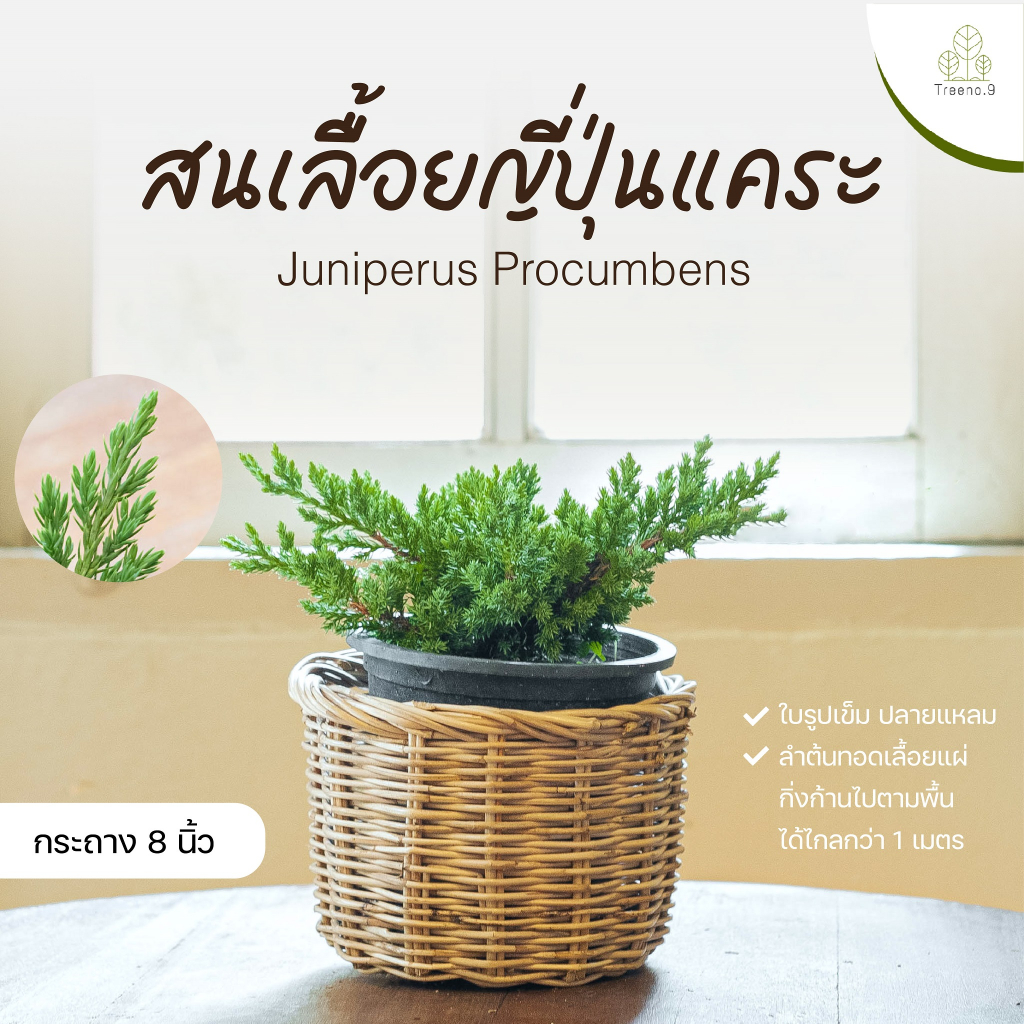 Treeno.9 T76 สนเลื้อยญี่ปุ่นแคระ (Juniperus procumbens) กระถาง 8 นิ้ว / สูง 20-25 ซม. / ไม้ประดับ ไม้บอนไซ