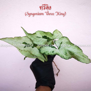 #ทรีคิง (จำนวน 1 กิ่ง) เงินไหลมาสามกษัตริย์  (Syngonium Three King) ต้นไม้มงคล ต้นไม้ปลูกในน้ำ ได้