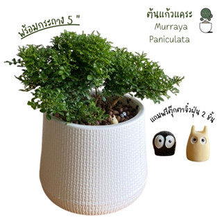 แก้วแคระ  Murraya paniculata พร้อมกระถาง 5 นิ้ว ต้นแก้วแคระแก้วแคระมหามงคล ไม้แดด เมื่อโตขึ้นจะออกดอกตอนเช้า