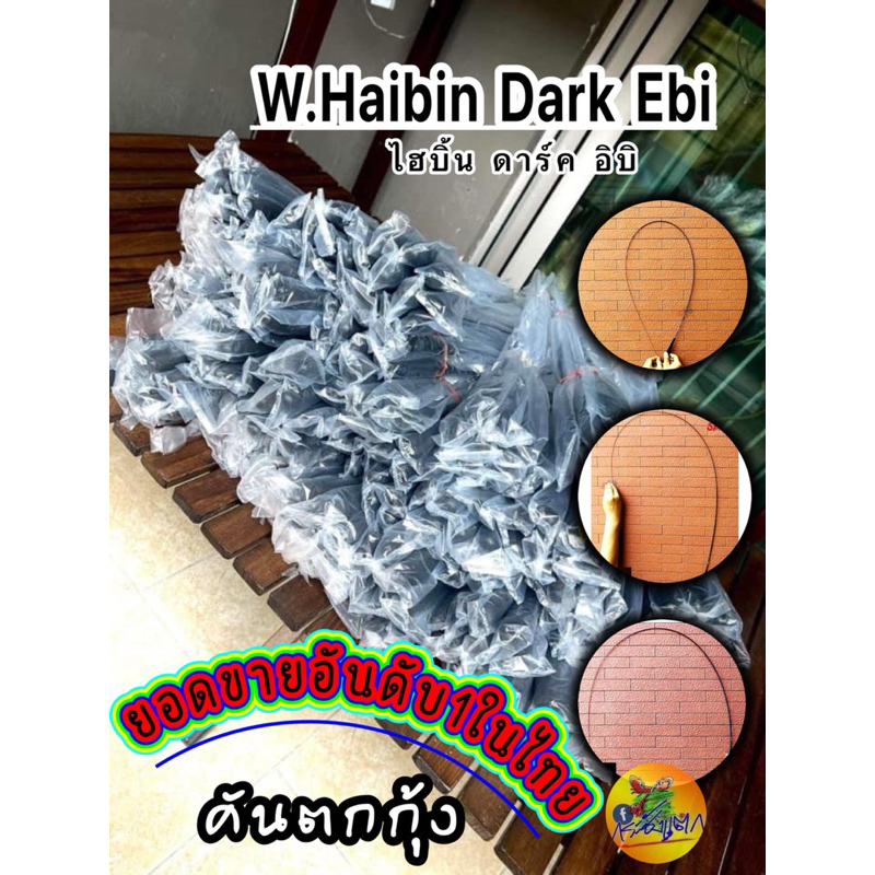 คันตกกุ้ง W.HaiBin Dark Ebi ไฮบิ้น ดาร์ค อีบิ 1.8 / 1.65 / 1.5 (ไม่มีซอง) มีบริการเปลี่ยนปลายแบริ่ง 