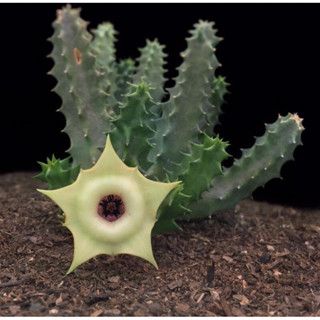 huernia somalica hybrids (ปากมีขน) ***เด็ดสด3กิ่ง***