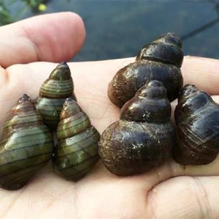 ดินบัว ดินปลูกบัว ดินเหนียวปลูก | ก้อนละ 1.9–2 กก. จัดส่งทุกวัน ( ดินบัว1ก้อน )