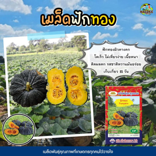 เมล็ดฟักทอง Pumpkin ตราภูเขาทอง น้ำหนักสุทธิ3กรัม เมล็ดพันธุ์ฟักทอง ฟักทอง เมล็ดพันธุ์ผัก เมล็ดพันธุ์ผักสวนครัว