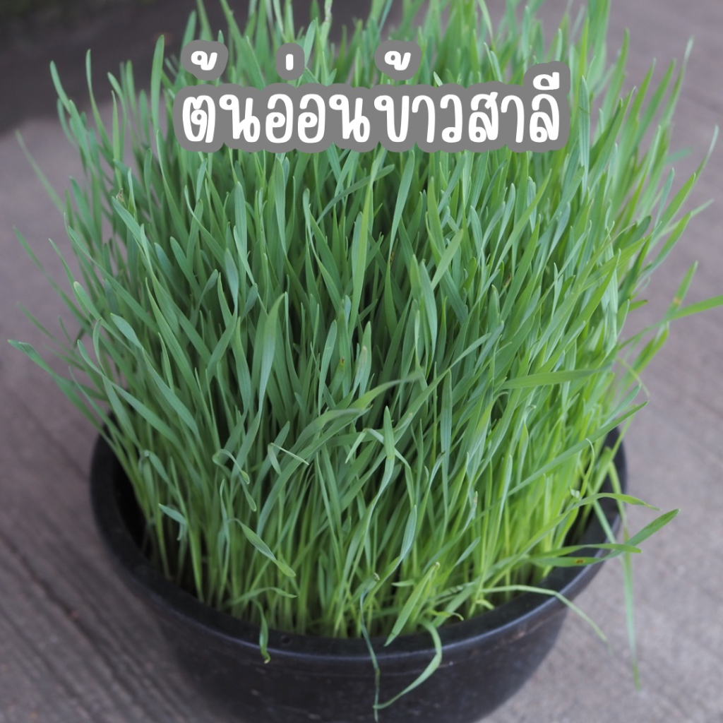 ต้นอ่อนข้าวสาลี หญ้าแมว น้องแมว น้องหมา ทานได้ กระถาง 8 นิ้ว ใหญ่จุใจ ไร้สาร ปลอดภัย ปลูกแบบ Organic