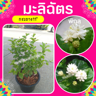 ต้นมะลิ #มะลิฉัตร #mali กระถาง11"