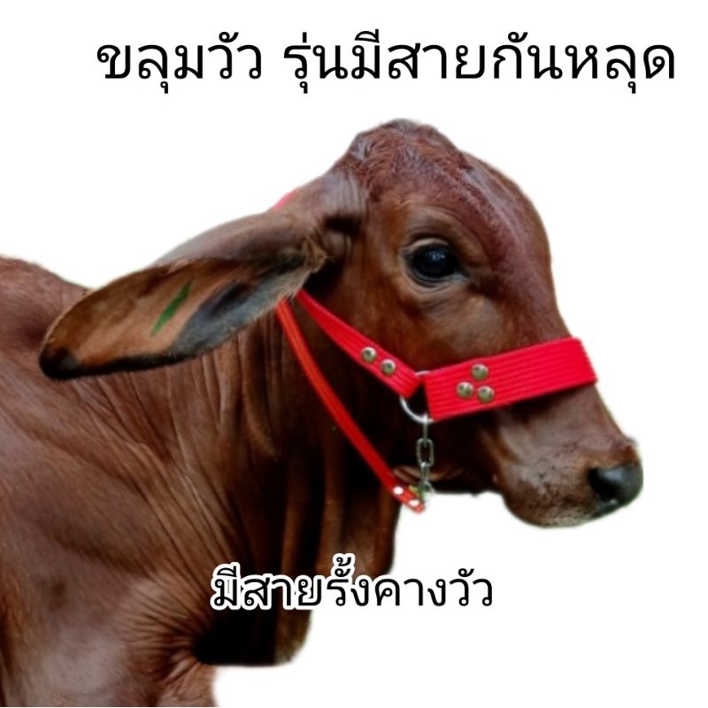 ขลุมวัว(กันหลุด) มีสายคอกันหลุด สายใหญ่แข็งแรง ปรับระดับได้3ระดับ