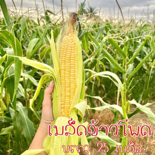 เมล็ดข้าวโพดหวาน/ข้าวโพดข้าวเหนียว ฝักใหญ่🌽