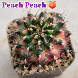 Gymno Peach Peach พีชพีช🍑 กระบองเพชรสีเหลือง กระถาง 2 นิ้ว