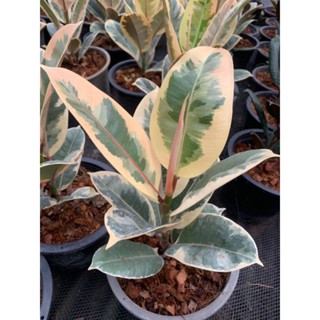 ต้นยางอินเดียด่าง(Ficus elastica variegata)ชนิดที่มีใบสีเหลืองสลับเขียวอ่อน  เป็นไม้ฟอกอากาศที่มีประสิทธิภาพมาก