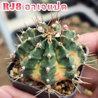 Gymno RJ8 อาร์เจ8 ด่างเข้าร่อง ตัวแรร์