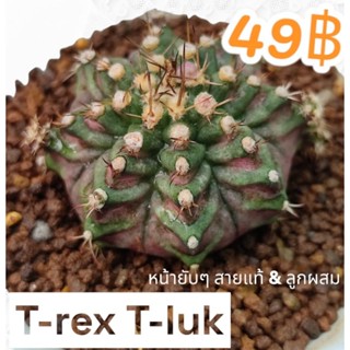 ยิมโนด่าง แคคตัส กระบองเพชร🪴Trex-Tluk(ไม้หน่อ)