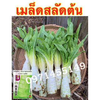 เมล็ดสลัดต้น สลัดต้นกินใบ celtuceบรรจุ3000เมล็ด
