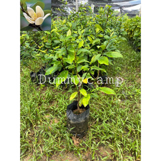 ต้นจำปีแขกกิ่งปักชำ จำปีแขก สูง40-50ซม