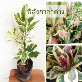 ต้นพิลังกาสาด่าง🌸ใบด่างสวย🌸ไม้สะสม🌿ไม้หายาก🌿แบบชำกิ่งสูง50-60ซม