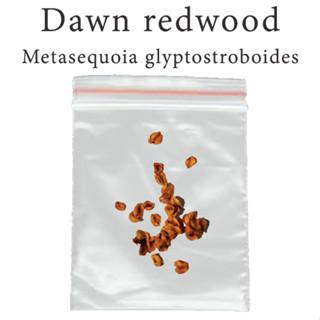 เมล็ดสน เรดวูด สนผลัดใบ Dawn redwood - Metasequoia glyptostroboides ร้านคนไทย บอนไซ