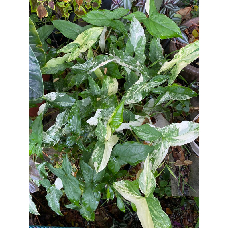 🚫เงินไหลมาด่างขาว 📍ตัดกิ่งสด 1 กิ่ง  ลายด่างสวยๆ(Syngonium podophyllum)  พร้อมส่ง ส่งไวจากกรุงเทพ