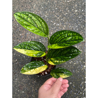 พลูระเบิดด่างเหลือง พลูระเบิดด่าง monstera peru variegated