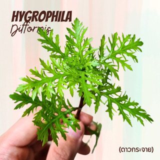 ดาวกระจาย - HYGROPHILA DIFFORMIS ต้นไมน้ำ