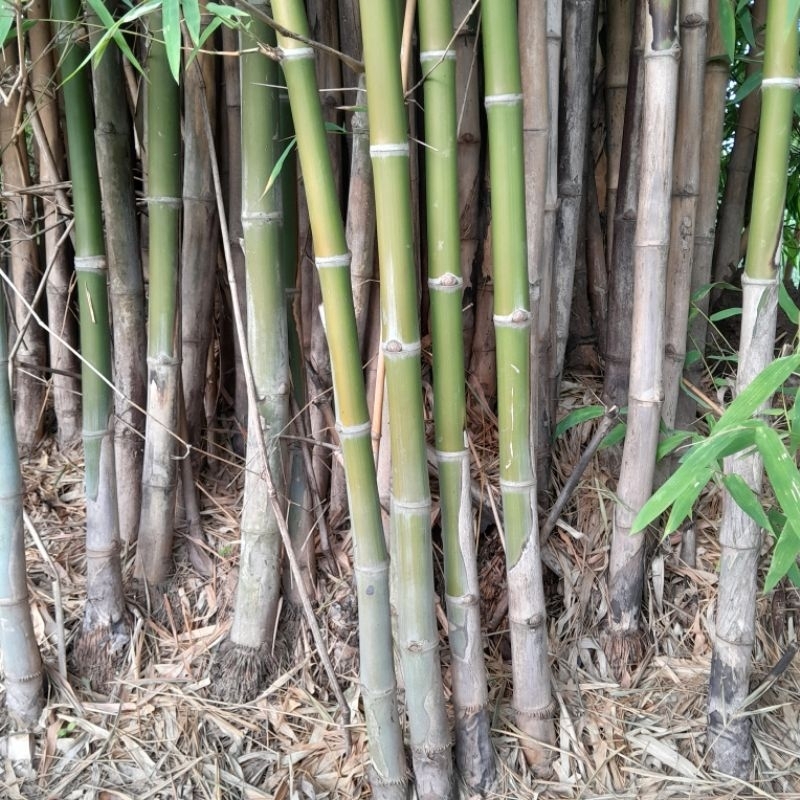🎋ไม่ไผ่สำหรับค้ำยันทำค้างโครงไม้เลื้อยทำรั้ว สิ่งประดิษฐ์ ยาว100cm.9 ลำ