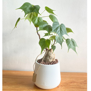 ต้นปอแก้ว  หรือ เสน่ห์นางพิมพ์  (Sterculia colorata)  มีสรรพคุณนำโชคลาภ การค้าขาย และเสน่ห์เมตตามหานิยม ไม้โขดมงคล