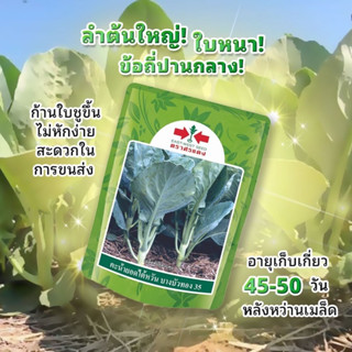 เมล็ดคะน้า บางบัวทอง35 ขนาด 1 kgตราศรแดง กระป๋อง คะน้ายอดไต้หวัน
