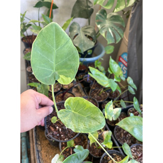 ออดิบด่างเหลืองอันดามัน Colocasia Gigantea Hook.f. Variegated