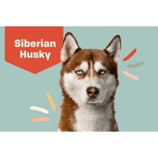 ตุ๊กตาน้องหมาไซบีเรียน Siberian Husky