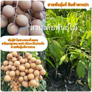 พันธุ์ลำไยพวงทองกิ่งตอนพร้อมปลูกขนาด40-80cmรับประกันสายพันธุ์เเท้จากสวน