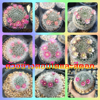 🌵💥แมมขนแมว 💥🌵 Mammillaria bocasana ไม้เมล็ด ขนาด 3-7 ซม. ต้นกระบองเพชร ต้นแคคตัส (แคคตัส กระบองเพชร)