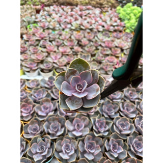 กุหลาบหิน สีม่วง Echveria pvn